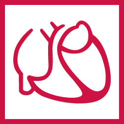 Deutsche Gesellschaft für Kardiologie
